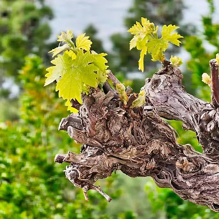 Oleandar דירה פיסק